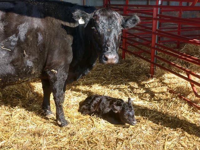 New calf